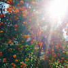 o_woodland